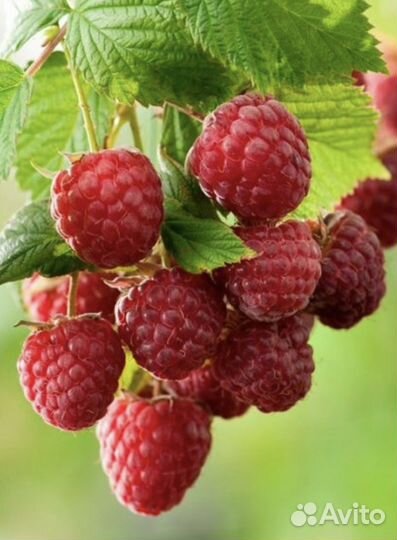 Малина саженцы