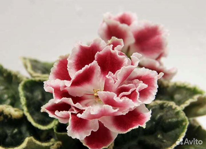 Сортовые фиалки