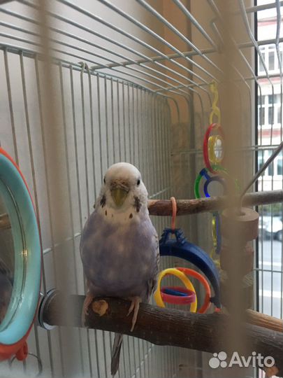 Передержка кошек, собак, грызунов, рептилий