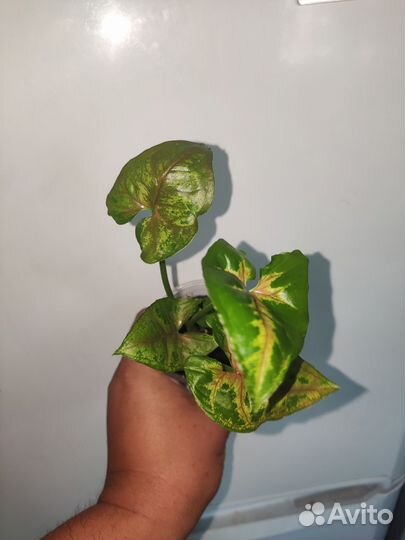 Сингониум панда и кристмас клон