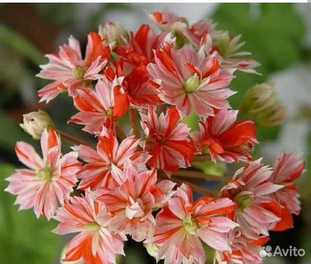 Герань черенки