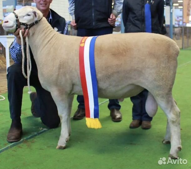 Семя баранов Австралия