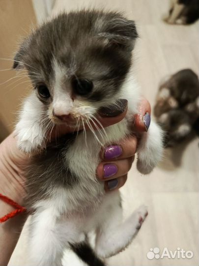 Котята Шотландсие