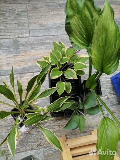 Хосты, Магония падуболистная