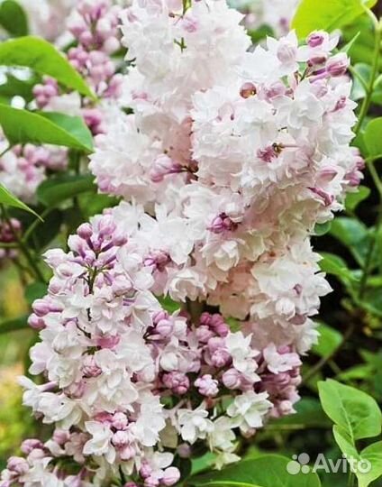 Сирень сортовая