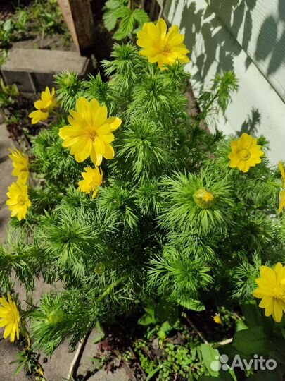 Цветы,Растения разные многолетние