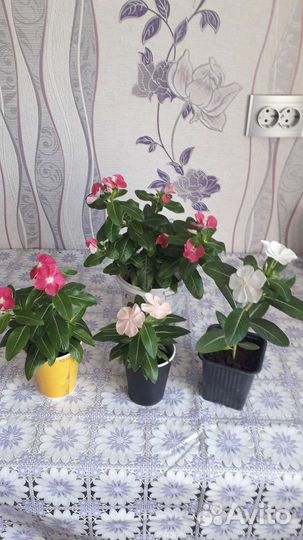 Цветы катарантусы