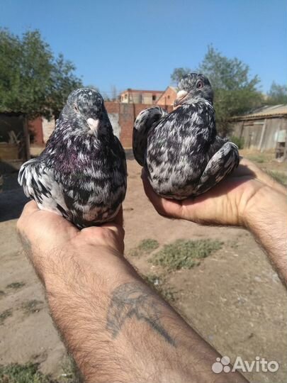 Продам бокинских бойных