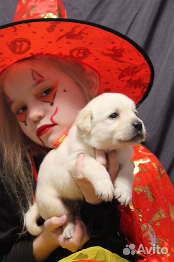 Лабрадор ретривер щенки