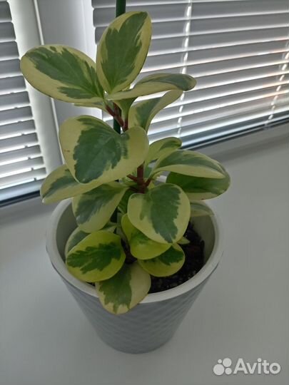 Цветок пеперомия