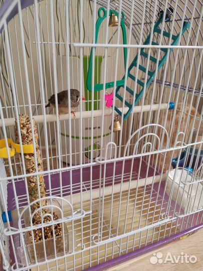 Зебровые амадины