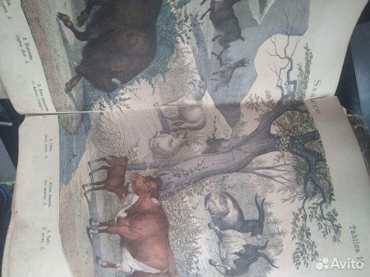 Раритетная книга о животных