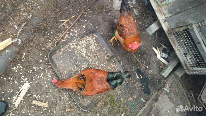 Петухи молодые