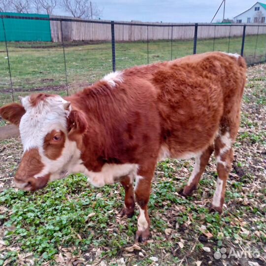 Корова телята и бычки