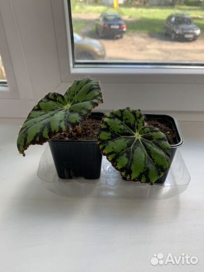 Бегония тигровая, сансевиерия