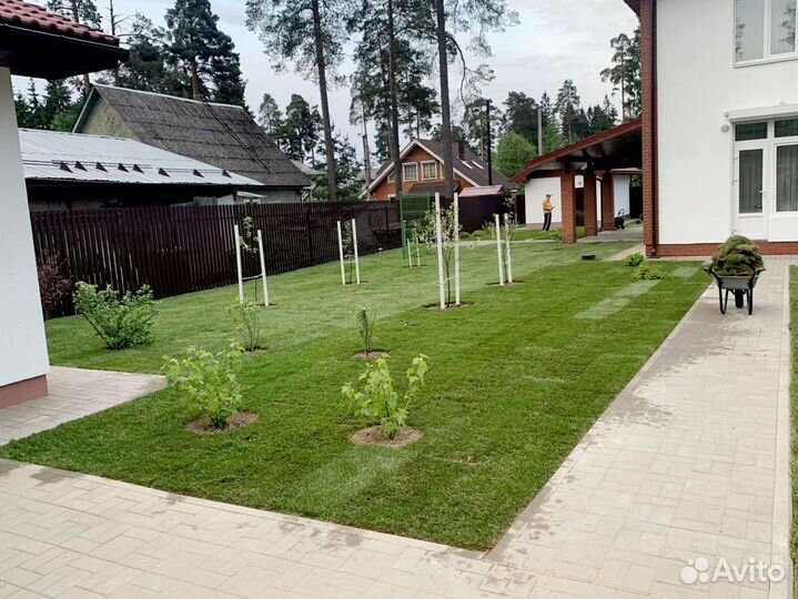 Рулонный газон 