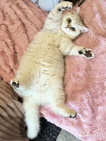 Британская шиншилла