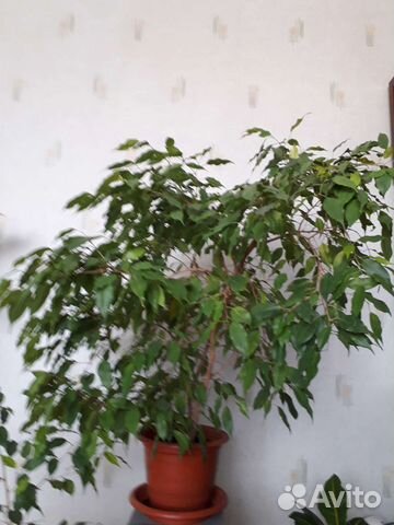 Фикус бенджамина