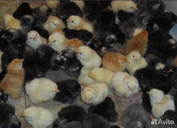 Цыплята Доминанты