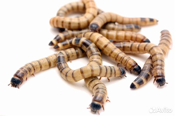 Корм для рептилий- мыши, сверчки, тараканы,бражник