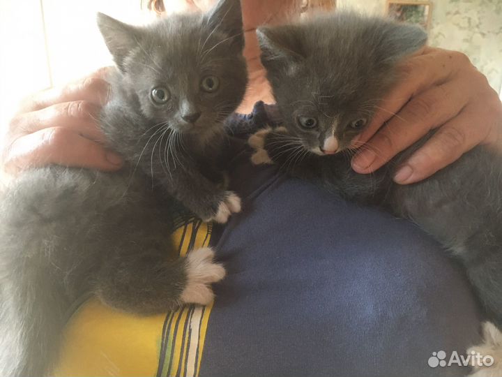 Котята в добрые руки