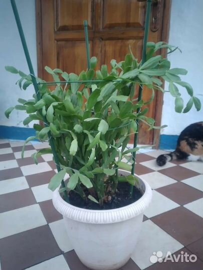 Продаю декабрист