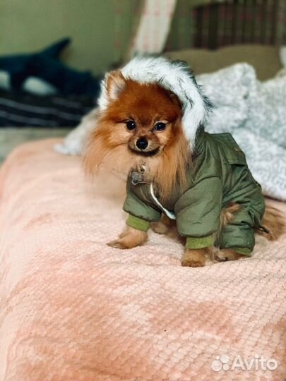 Зимний костюм для маленькой собачки