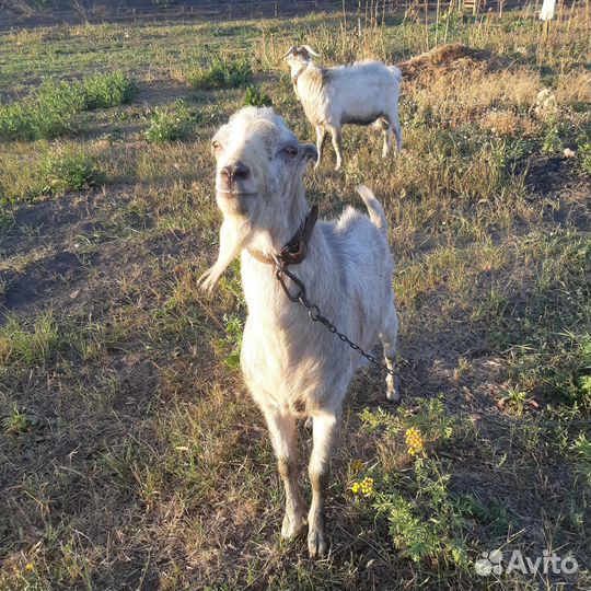 Козлы Ламанча для покрытия коз и продажа