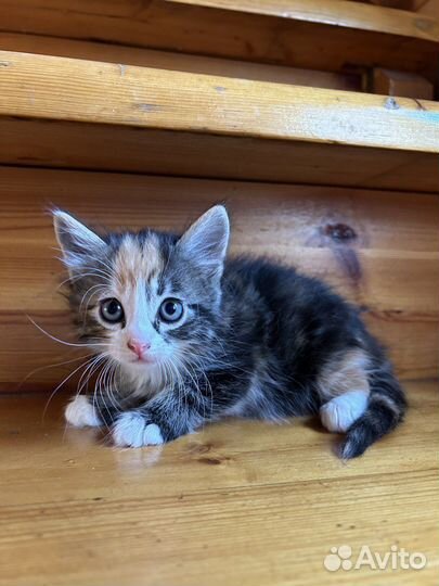 Трехцветный котенок