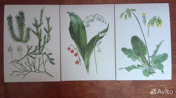Набор открыток растения под охраной