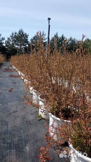 Саженцы голубики