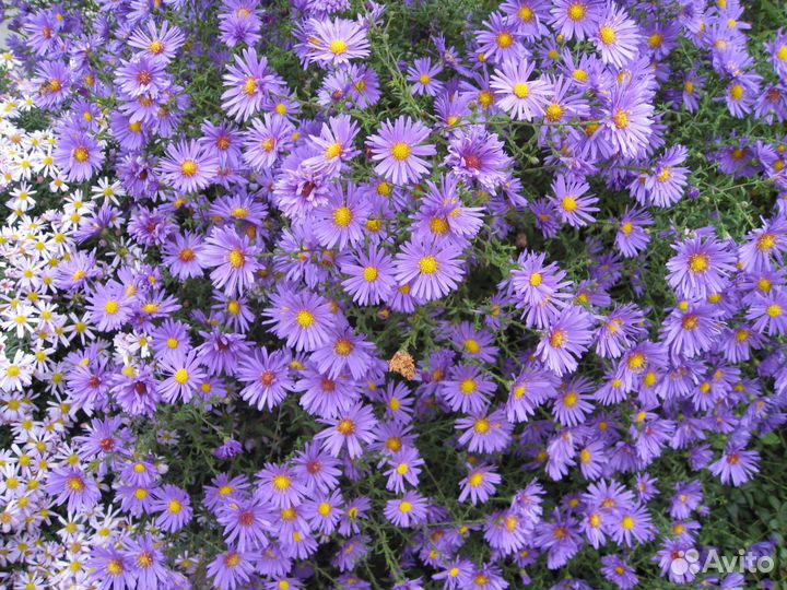 Хризантемы многолетние (Октябрины)