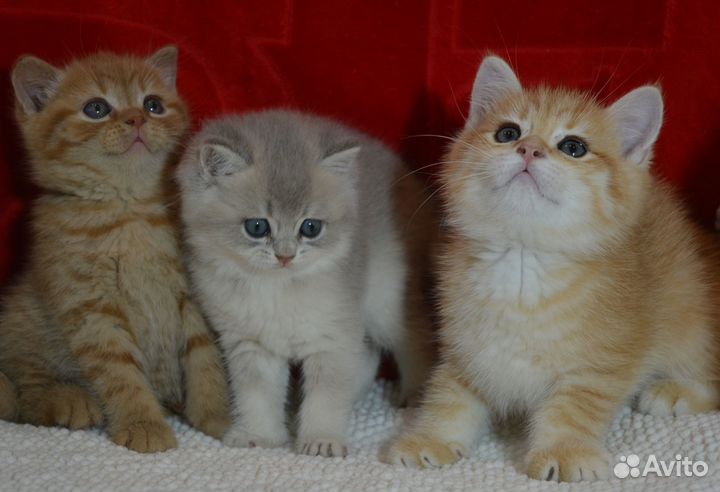 Британские красивые котята
