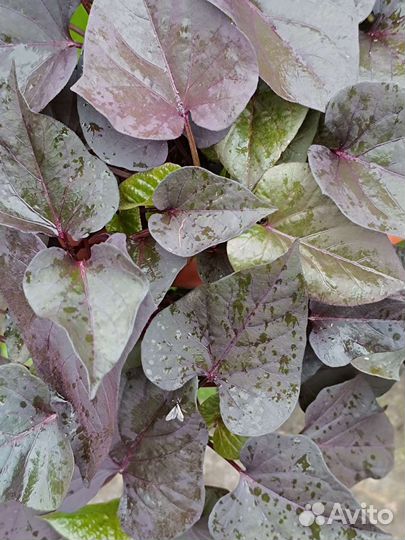 Ипомея батат