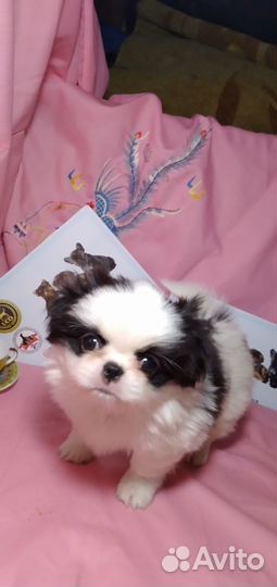 Собаки щенки мини