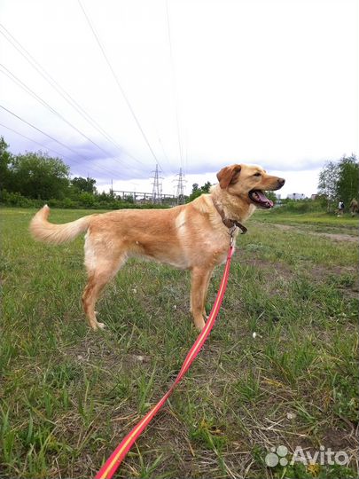 Собака-милашка Уна мечтает о доме