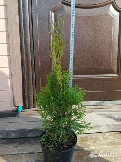 Туя смарагд