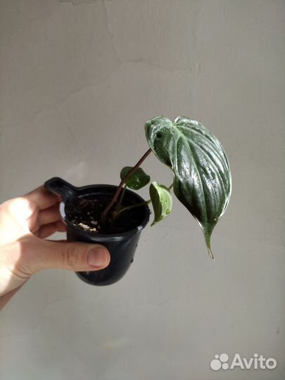 Бегония и разные другие растения