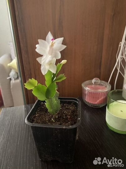 Декабрист шлюмбергера белый