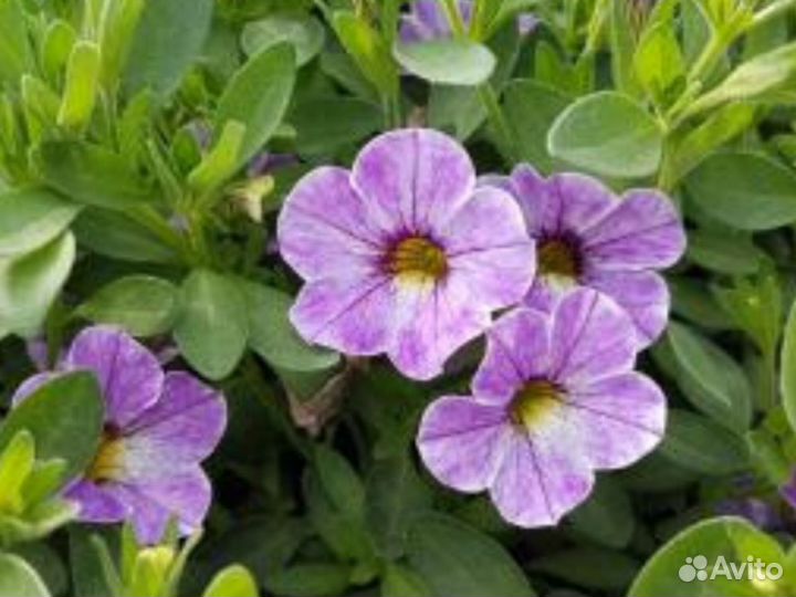 Калибрахоа вегетативная Chameleon Lavender Sorbet