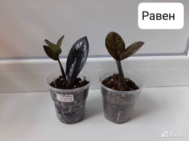 Замиокулькасы Raven Zenzi SuperNova Zamiifolia