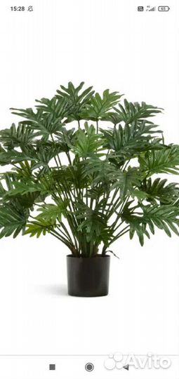 Филодендроны в ассортименте