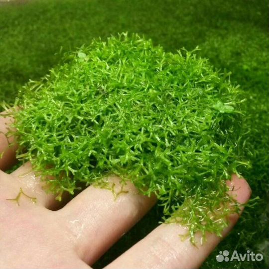 Аквариумные растения прополка