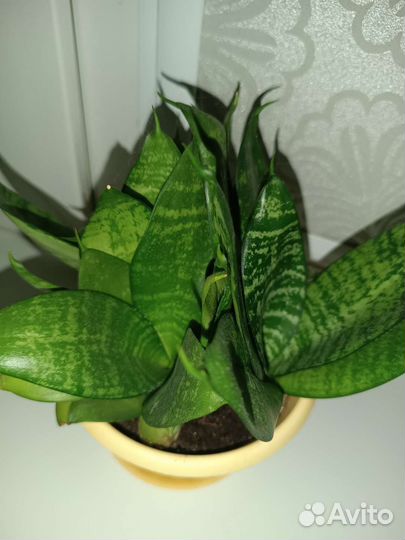 Красула толстянка