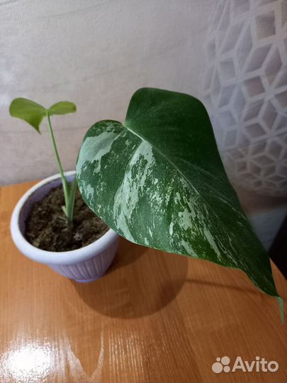 Монстера вариегатная Альба