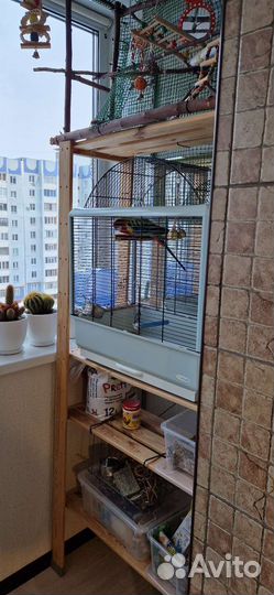 Попугай розелла