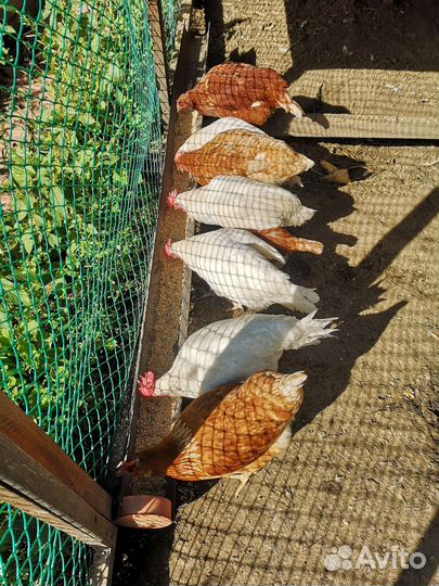 Куры несушки