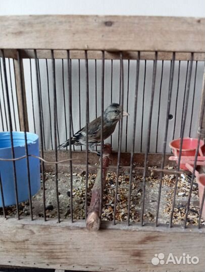 Гибрид щегол и канарейка