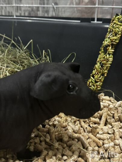 Морская свинка скинни