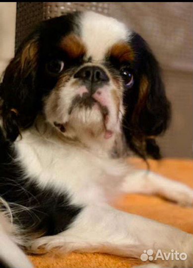 Собаки на фотосессию